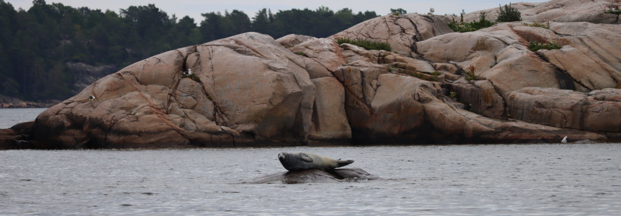 Seal magic